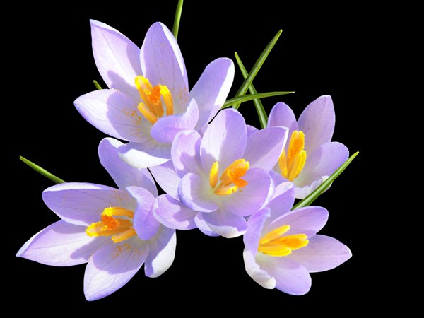 丁香花的花語是什么？