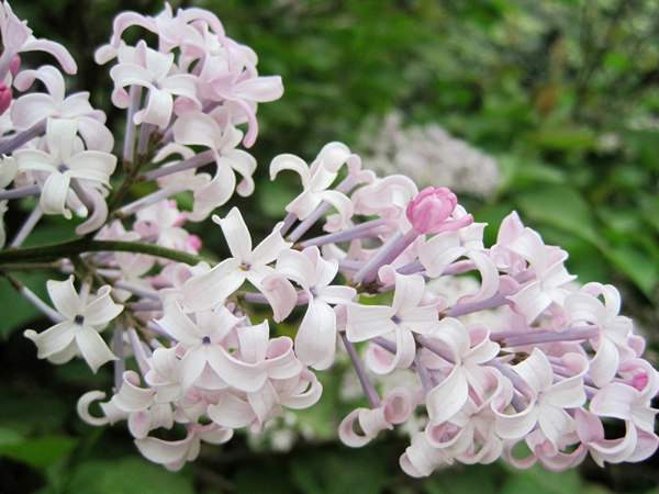 丁香花的花語是什么？