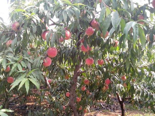 想知道桃樹結(jié)果多的秘訣嗎？