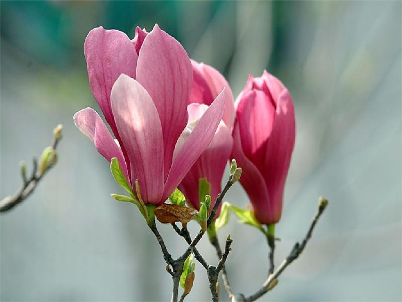 紫玉蘭花期是什么時(shí)候？